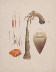 Ensete Ventricosum